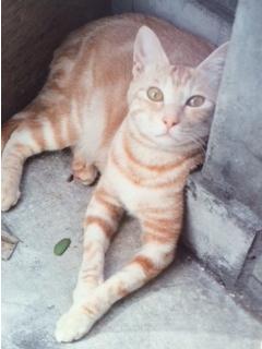 以蔵という猫の最新版