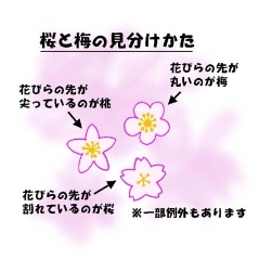 sakura
